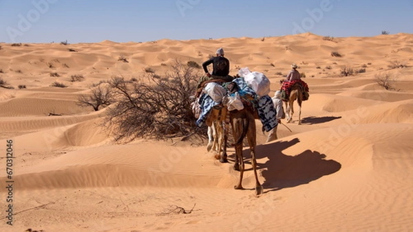 Fototapeta Dromedary camels (Camelus dromedarius) on a camel trek in the Sahara Desert, outside of Douz, Tunisia