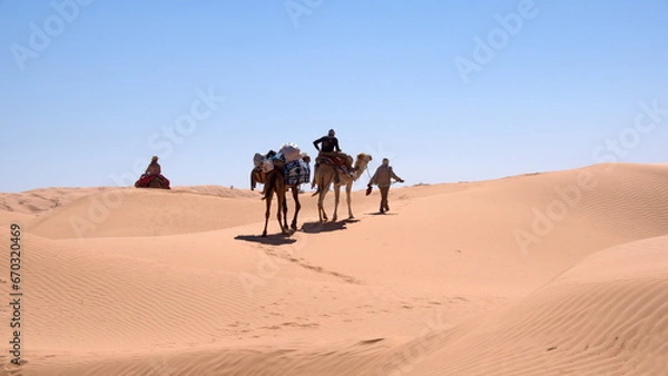 Fototapeta Dromedary camels (Camelus dromedarius) on a camel trek in the Sahara Desert, outside of Douz, Tunisia