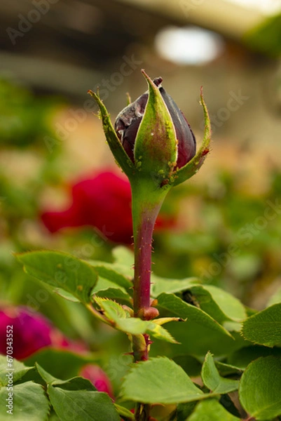 Obraz red rose bud