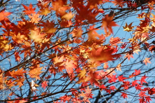 Fototapeta 紅葉したもみじ