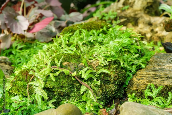 Fototapeta Moss and ferns growing in the rock indicate the fertility of the forest.