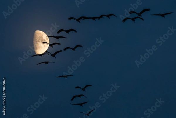 Fototapeta Night's Embrace: Cranes Flying Over Zingst, Pramort Beneath a Luminous Moon