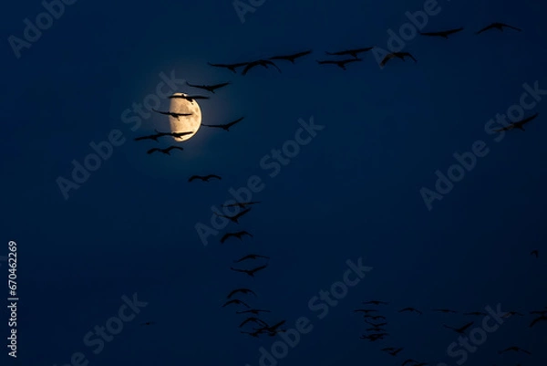 Fototapeta Night's Embrace: Cranes Flying Over Zingst, Pramort Beneath a Luminous Moon