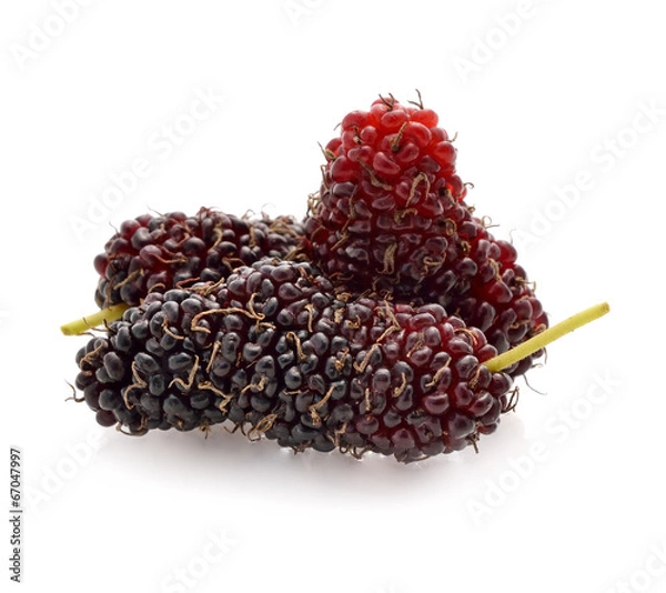 Obraz mulberry isolated on white background