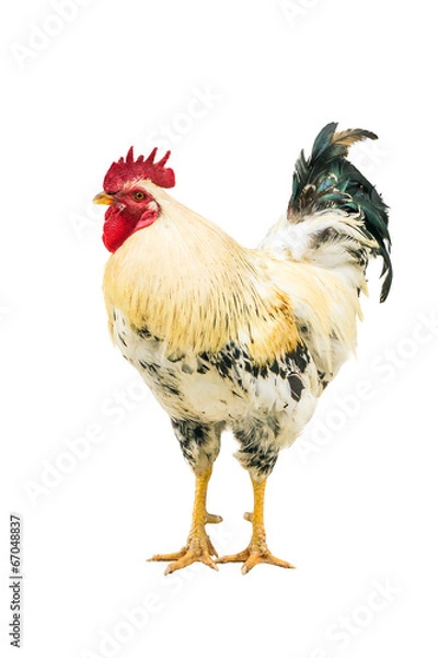 Fototapeta Rooster with a dark tail.