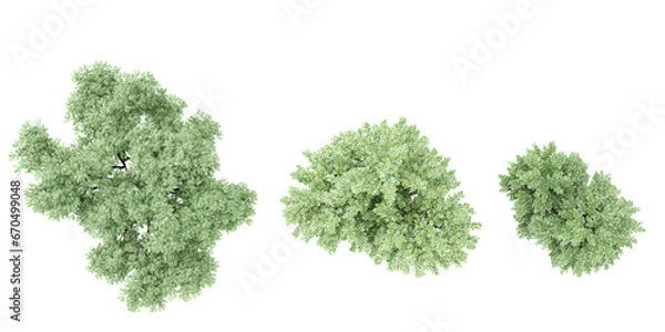 Fototapeta Ash tree & Willow tree top view for landscape plan and architecture layout