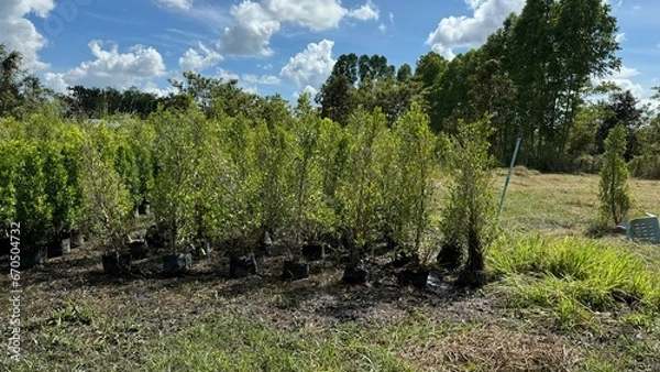 Obraz grass and blue sky
