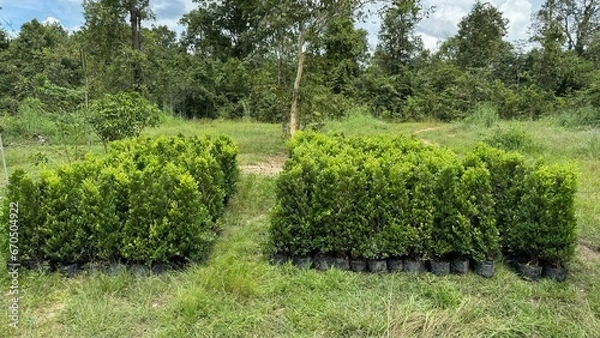 Obraz Many green tree.