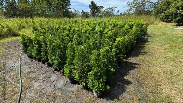 Obraz Many green tree.