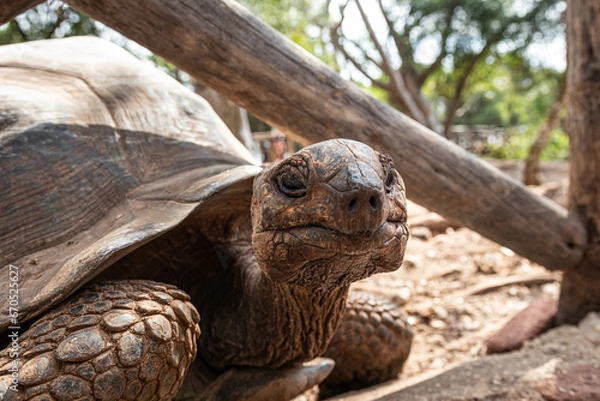 Obraz Tartaruga a olhar