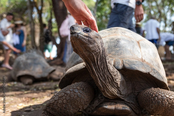 Obraz Tartaruga a receber uma festa