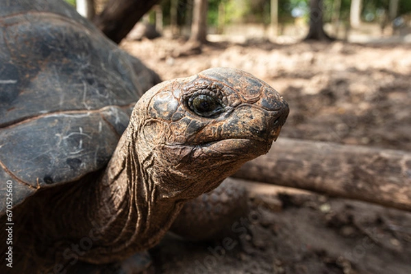 Obraz Tartaruga gigante