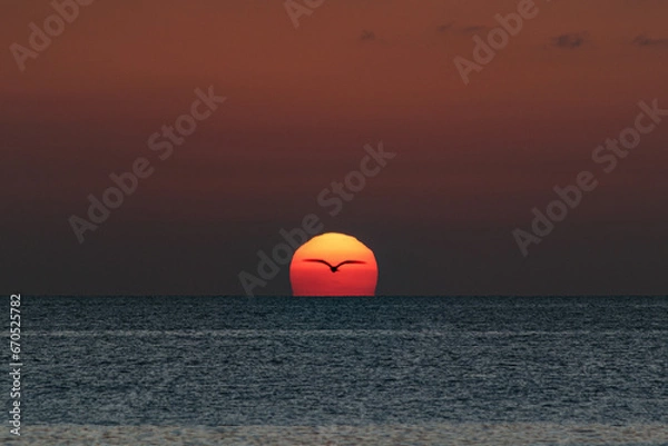 Obraz Pássaro em frente ao sol