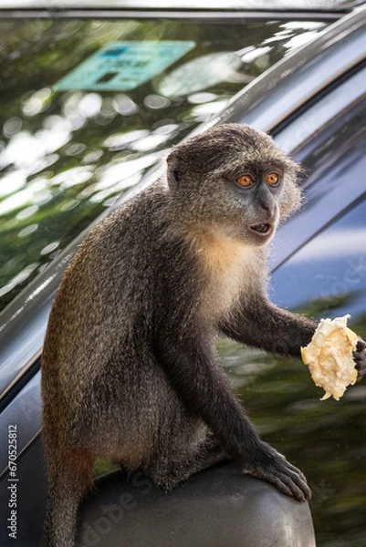 Fototapeta Epifania do macaco