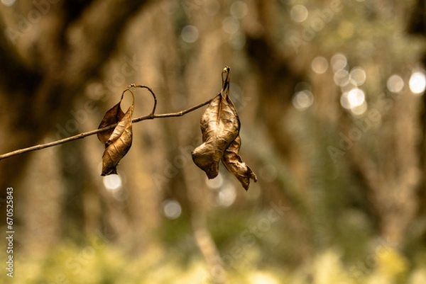 Obraz Folhas no outono