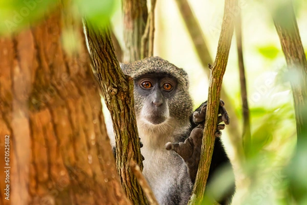 Fototapeta Macaco na árvore a olhar