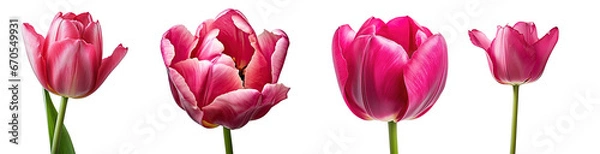 Fototapeta Set of dark pink tulip flowers, isolated on a transparent background. (PNG cutout or clipping path.)