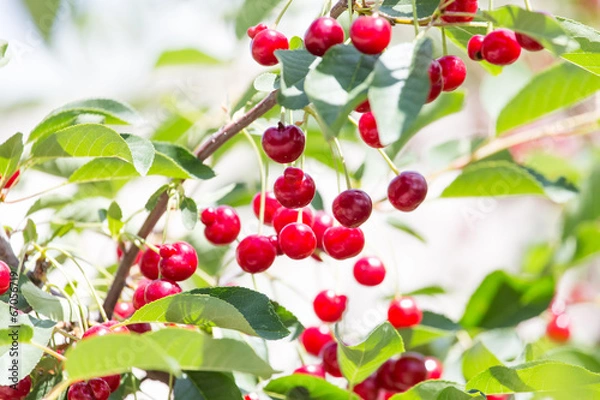 Fototapeta ripe red cherries on a tree branch