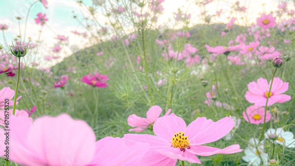 Fototapeta 秋空に映えるコスモス
