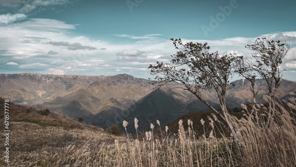 Fototapeta ススキの野原と青い空
