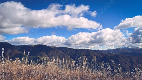 Fototapeta ススキの野原と青い空
