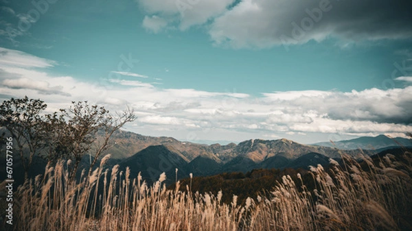 Fototapeta ススキの野原と青い空

