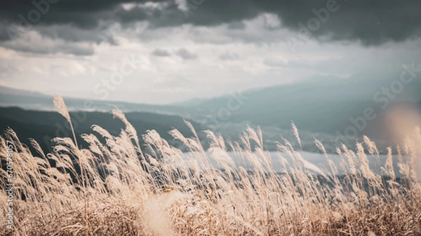 Fototapeta ススキの野原と青い空
