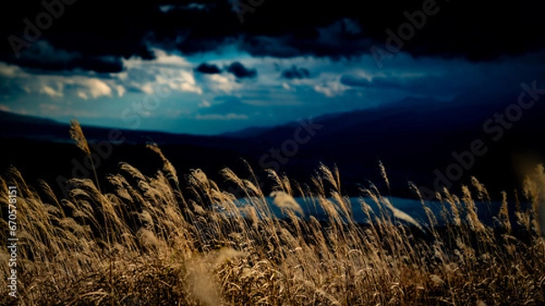 Obraz ススキの野原と青い空
