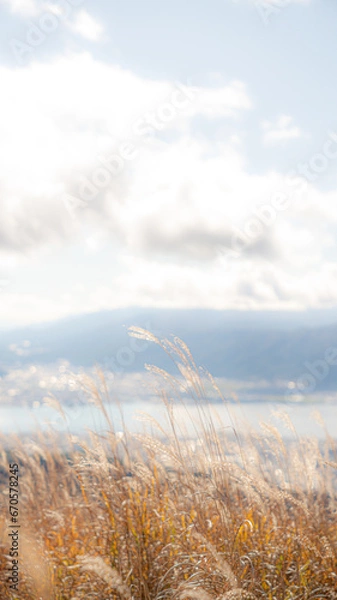 Obraz ススキの野原と青い空
