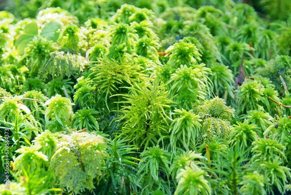 Obraz みずみずしい苔(ミズゴケ/マンネングサ)