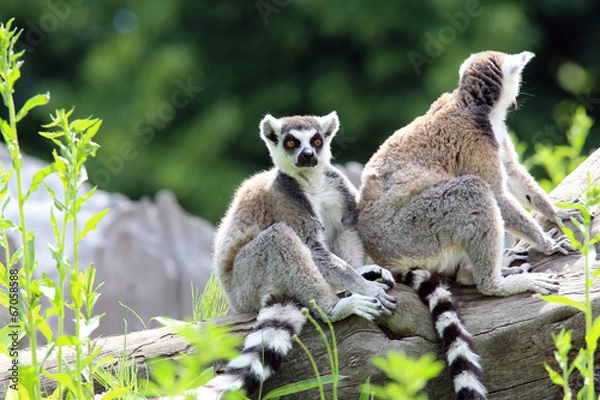 Obraz Lemurs