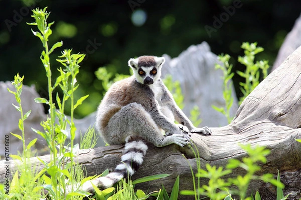 Obraz Lemur