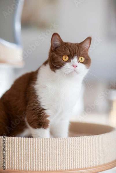 Fototapeta Britisch Kurzhaar Katze in moderner Wohnung, clean und minimalistisch