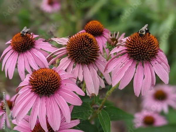 Fototapeta Coneflowers in the garden