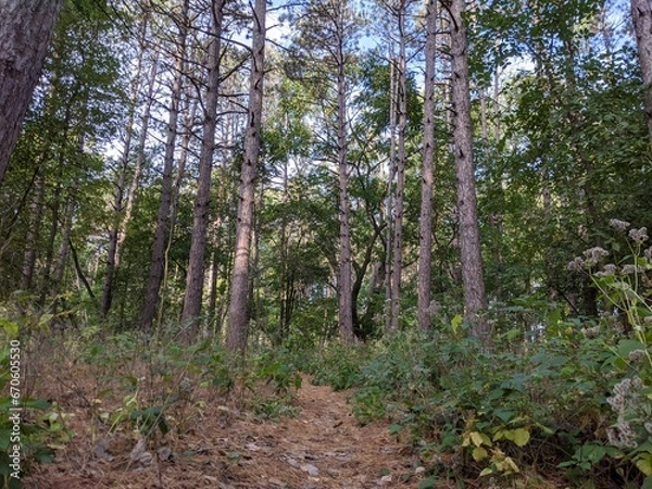 Obraz Walking in the woods