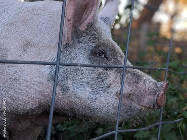 Obraz Pig at the farm