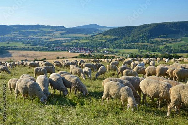 Obraz stado owiec w Rhön