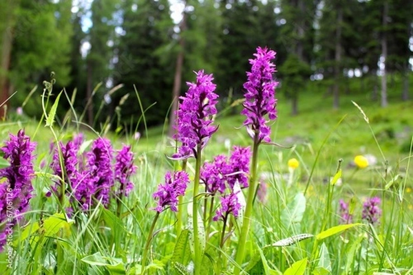 Obraz Dactylorhiza Majalis