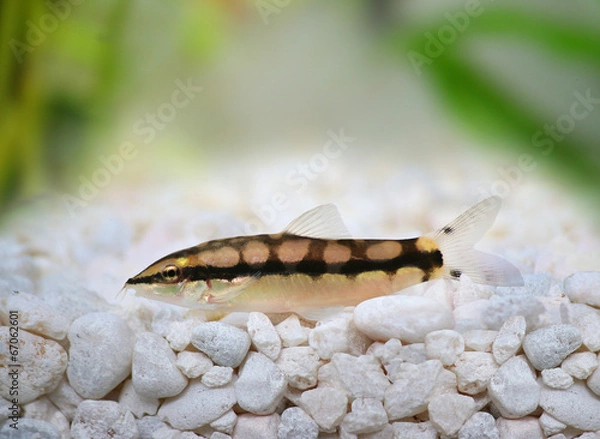 Fototapeta Dwarf Chain Loach Jaguar Loach Yasuhikotakia sidthimunki