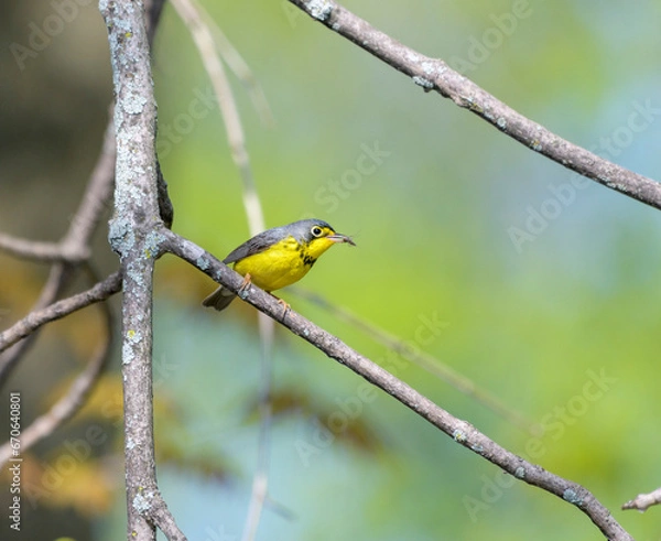 Fototapeta Canada Warbler with a mosquito