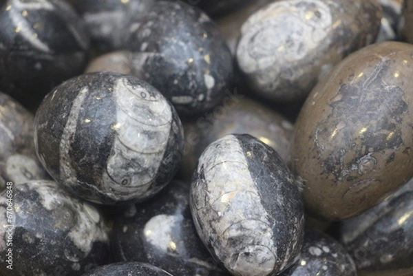 Obraz Orthoceras fossile poli