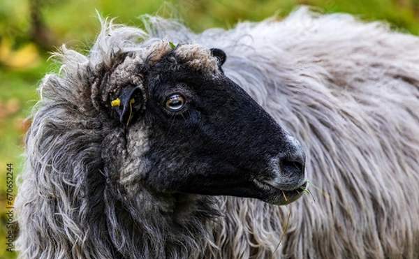 Obraz Portrait eines Schafs