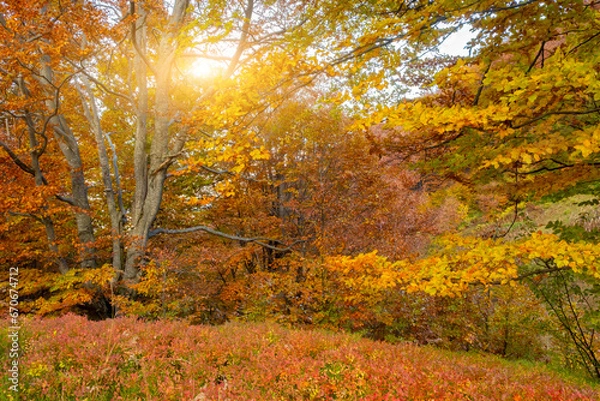 Fototapeta Beautiful Autumn forest in Carpathians. Red fallen leaves cover ground in autumn forest with warm sunshine