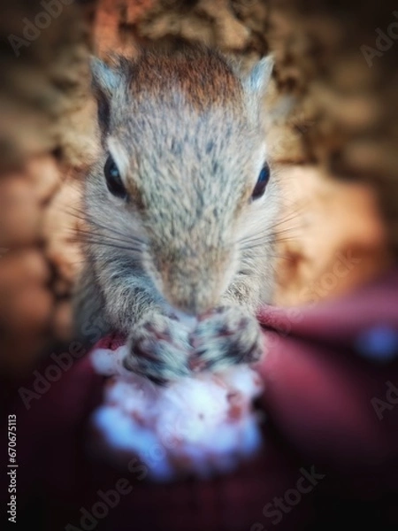Obraz squirrel in the cage, srilanka Squirrel 