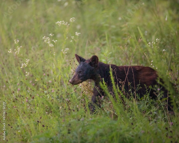 Fototapeta Black Bear