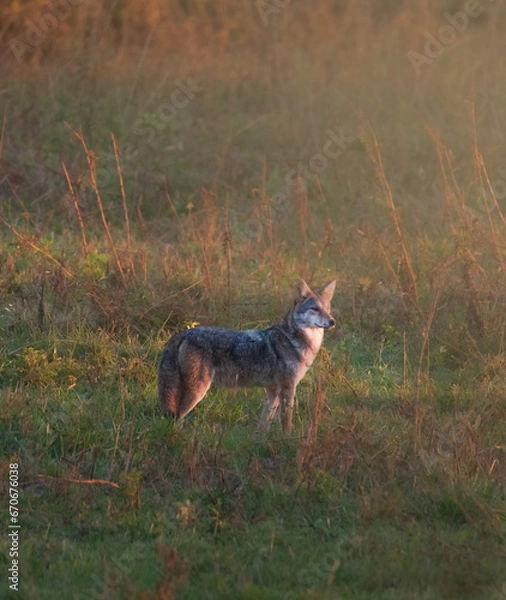 Fototapeta Coyote at Sunset