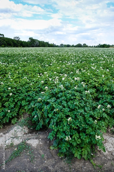 Fototapeta Kartoffelfeld in Blüte