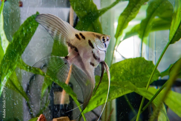 Obraz fish in aquarium