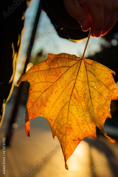 Obraz a leaf in a child's hand