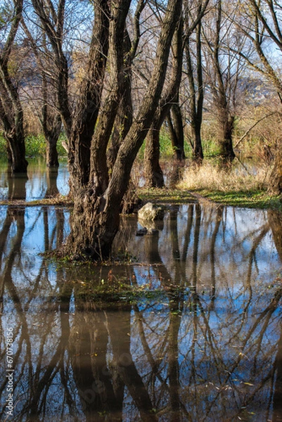 Obraz reflection of trees in the water